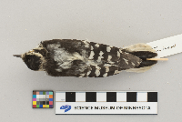 Picoides pubescens image