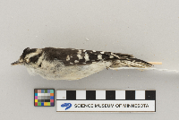 Picoides pubescens image