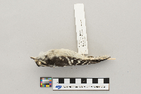 Picoides pubescens image