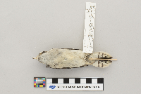 Picoides pubescens image