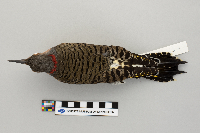 Colaptes auratus image