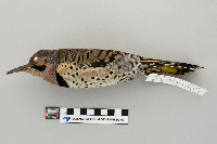 Colaptes auratus image