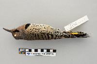 Colaptes auratus image