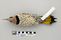 Colaptes auratus image