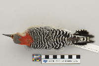Melanerpes carolinus image