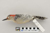 Melanerpes carolinus image