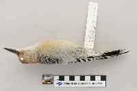Melanerpes carolinus image
