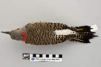 Colaptes auratus image