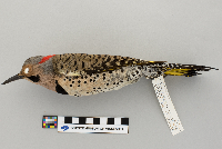 Colaptes auratus image