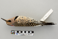 Colaptes auratus image