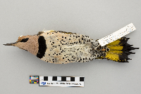 Colaptes auratus image