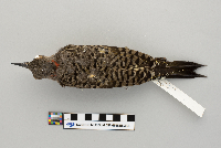 Colaptes auratus image