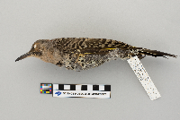 Colaptes auratus image