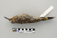 Colaptes auratus image