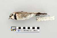 Eremophila alpestris image