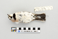 Eremophila alpestris image