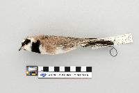 Eremophila alpestris image