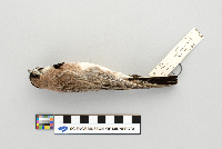 Eremophila alpestris image