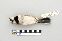 Eremophila alpestris image