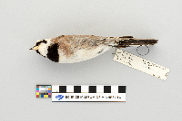 Eremophila alpestris image