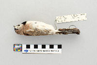 Eremophila alpestris image