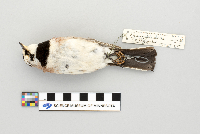 Eremophila alpestris image