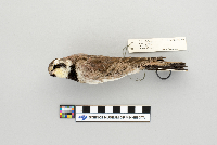 Eremophila alpestris image