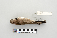 Eremophila alpestris image