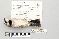 Eremophila alpestris image