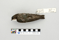 Tachycineta bicolor image