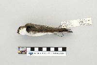 Tachycineta bicolor image