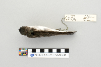 Tachycineta bicolor image