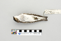 Tachycineta bicolor image