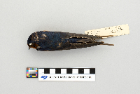 Hirundo rustica image