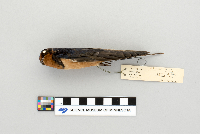 Hirundo rustica image