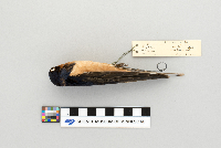 Hirundo rustica image