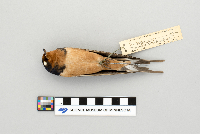 Hirundo rustica image