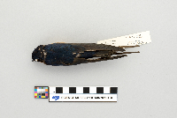 Hirundo rustica image