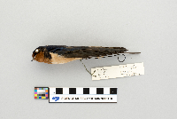 Hirundo rustica image