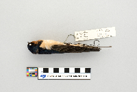 Hirundo rustica image