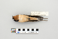 Hirundo rustica image