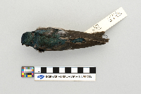 Tachycineta bicolor image