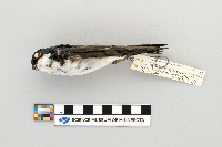 Tachycineta bicolor image