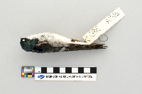 Tachycineta bicolor image