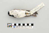 Tachycineta bicolor image