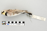Eremophila alpestris image