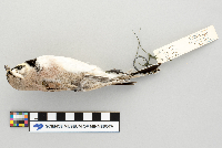 Eremophila alpestris image