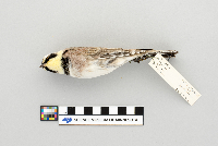Eremophila alpestris image