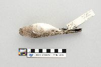 Eremophila alpestris image