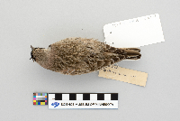 Eremophila alpestris image
